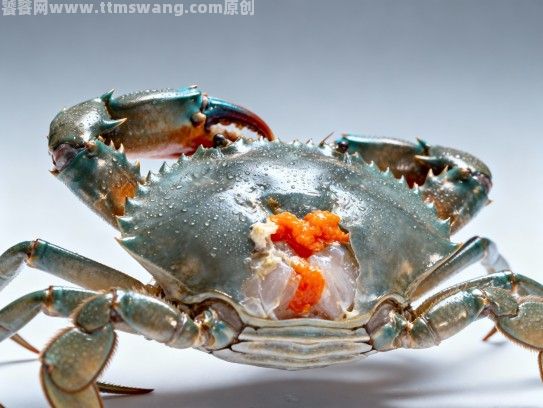 漳州红膏母蟹,海味中的赤金传奇 漳州红膏母蟹,海味中的赤金传奇